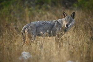 Le loup en Europe © Fabien Bruggmann