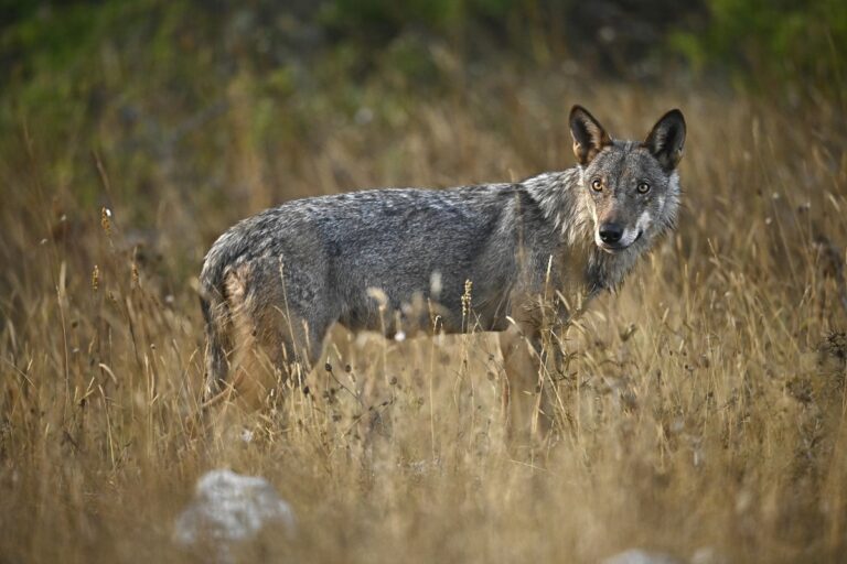 Le loup en Europe © Fabien Bruggmann Le loup en Europe © Fabien Bruggmann"