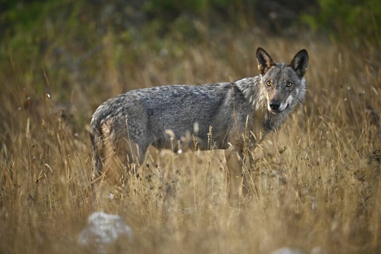 Le loup en Europe © Fabien Bruggmann"