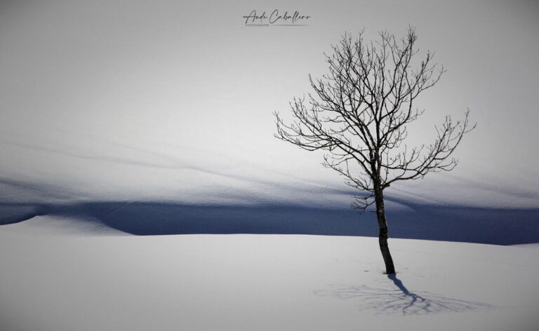 Arbre au Chioula - L'art des cimes pyrénéennes © Aude Caballero"