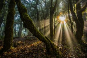 El alma de los arboles © Uge Fuertes Sanz