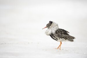 White Varanger © Patrick Delieutraz