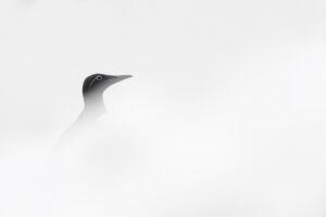 White Varanger © Patrick Delieutraz