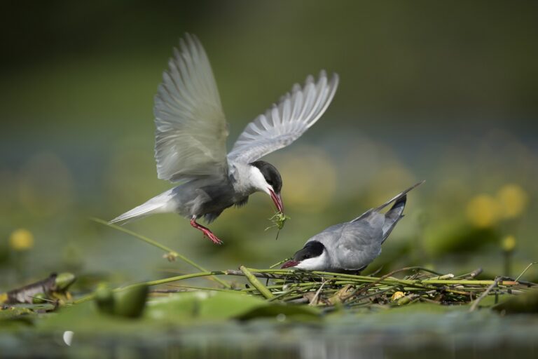 Guifette moustac à plumes et à cris © Thierry Lebert"