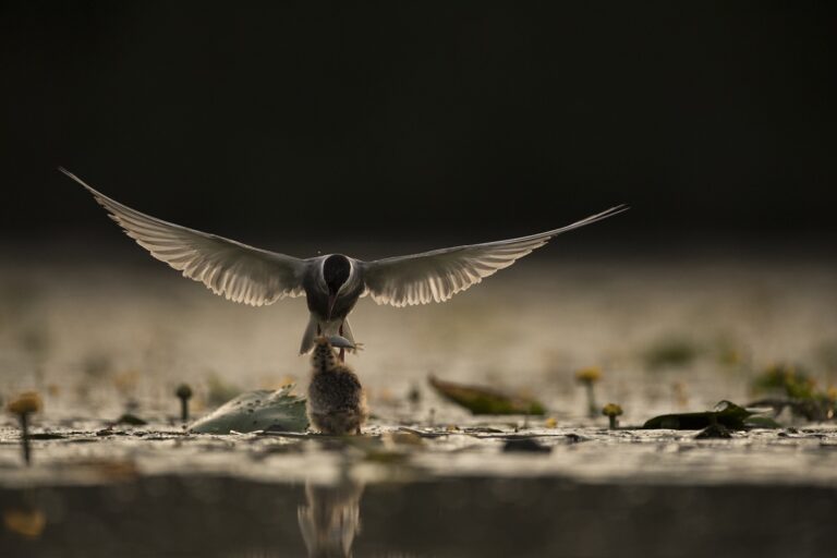 Guifette moustac à plumes et à cris © Thierry Lebert"