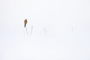 Âmes des cimes © Arnaud Saguer