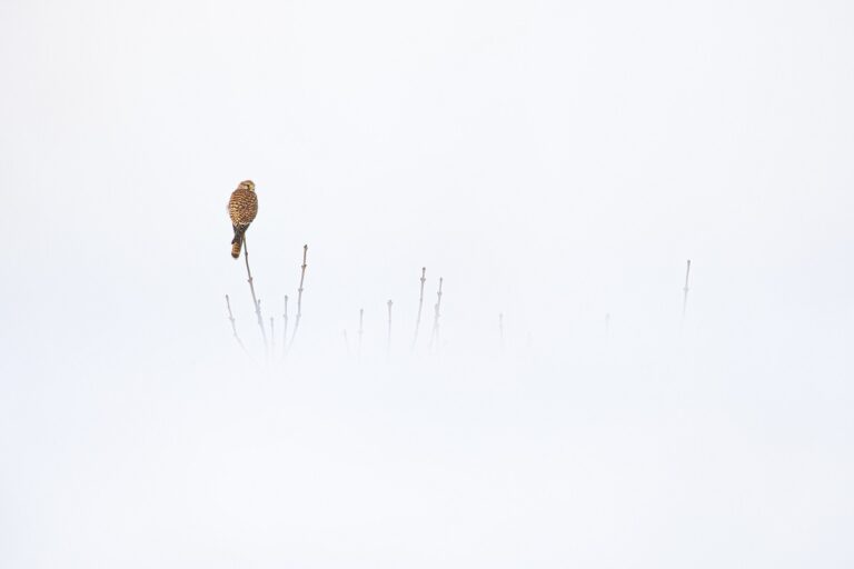 Âmes des cimes © Arnaud Saguer"