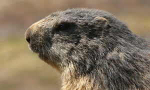 Le Clan des marmottes © Lapiedfilm