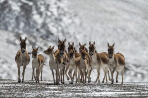 Le Royaume Glacé de la Panthère des Neiges © Frédéric Larrey