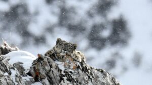 Le Royaume Glacé de la Panthère des Neiges © Frédéric Larrey