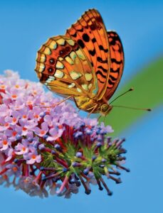 Papillons de France en liberté © Thierry Carabin