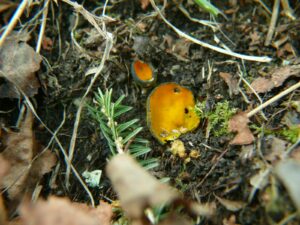 Caloscypha Fulgens © Association mycologique de Bigorre