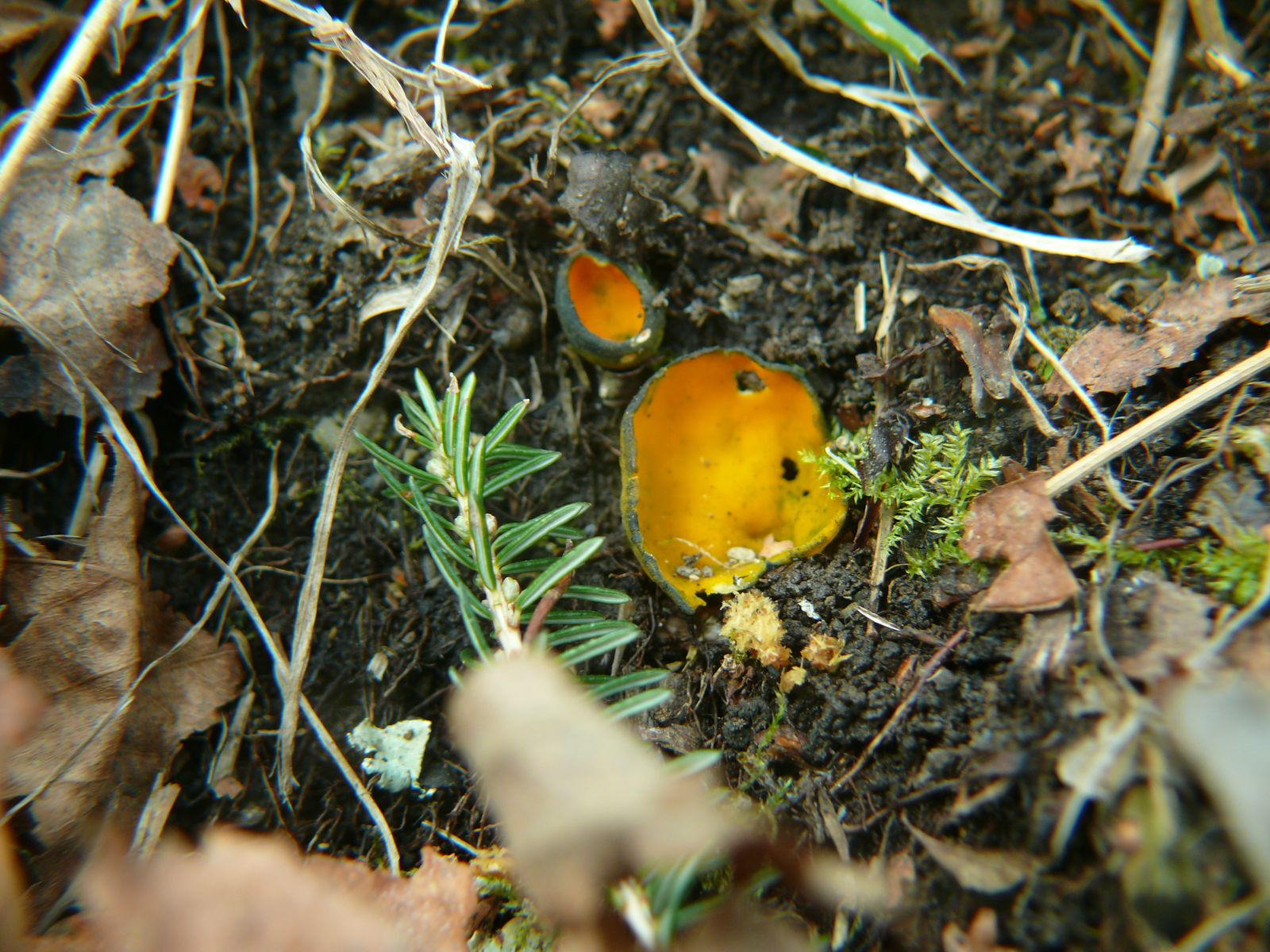 Sortie mycologique - Caloscypha Fulgens © Association mycologique de Bigorre