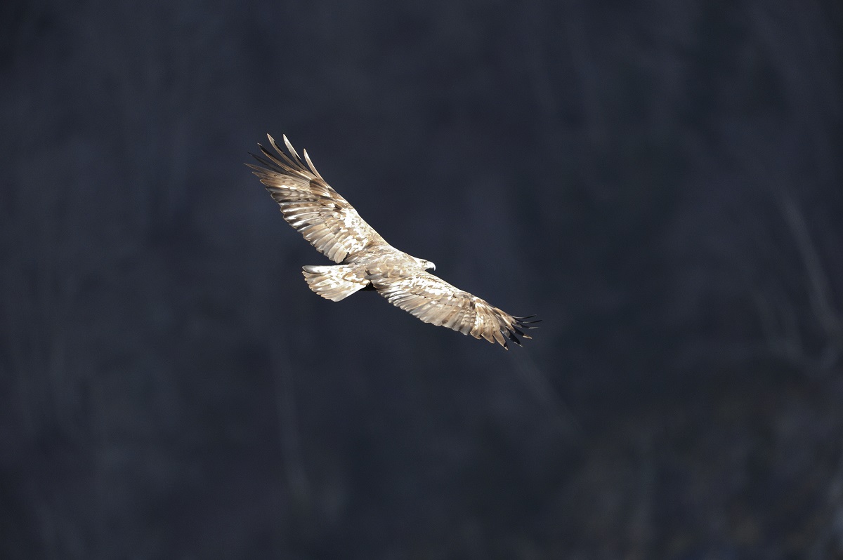 A la rencontre de la faune du Parc national des Pyrénées - Aigle royal © Jean-François Marsalle 