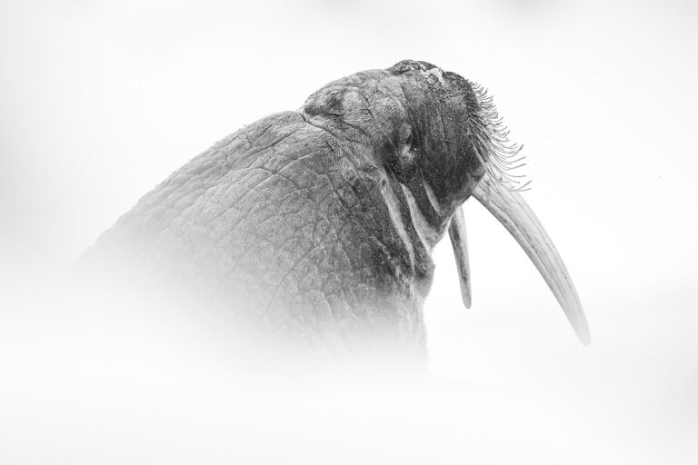 Toundra © Olivier Larrey Toundra © Olivier Larrey"