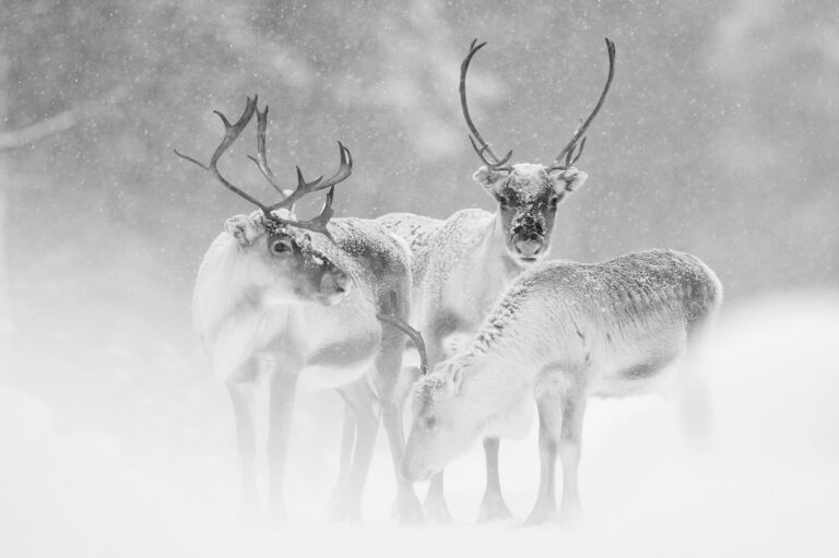 Nord et Blanc © Grégory Pol Nord et Blanc © Grégory Pol"