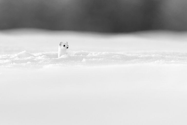Nord et Blanc © Grégory Pol Nord et Blanc © Grégory Pol"