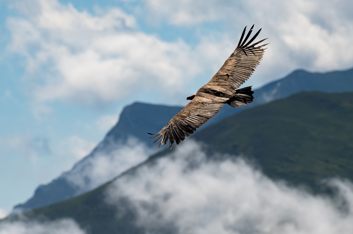 Stage Photo « Des becs et des plumes » © Hadrien Brasseur