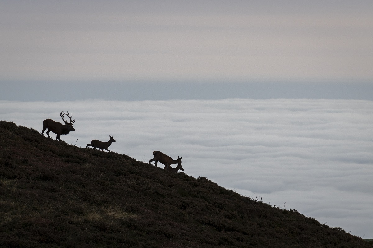 Week-end Photo "Brame du cerf" © Hadrien Brasseur