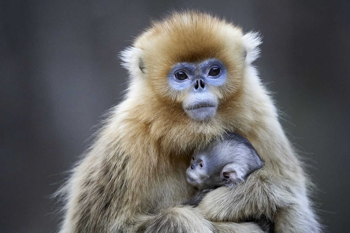 Les singes des montagnes de Chine © Philippe Ricordel