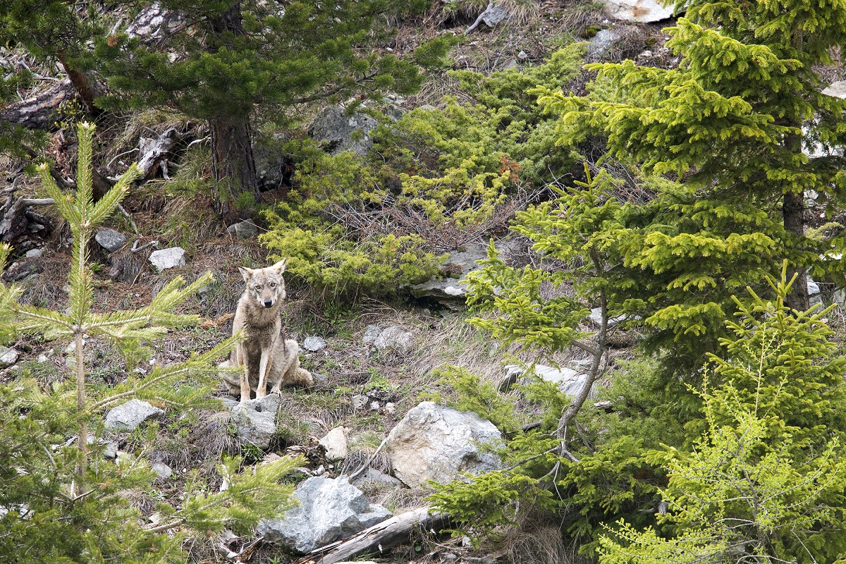 Loups, dans l'ombre de Naïs © Florent Adamo