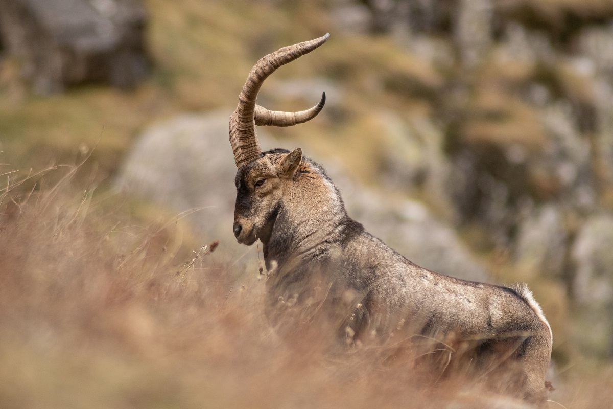 L’évolution de la relation homme-animal : l’ex du bouquetin des Pyrénées © Julien Canet