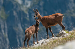 La faune de nos montagnes - femelle isard et son chevreau © Laurent Nédélec