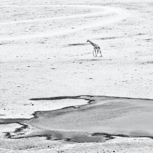 Je suis amoureuse d'une terre sauvage... qui est en train de disparaître © Florence Devaux-Dabenoc