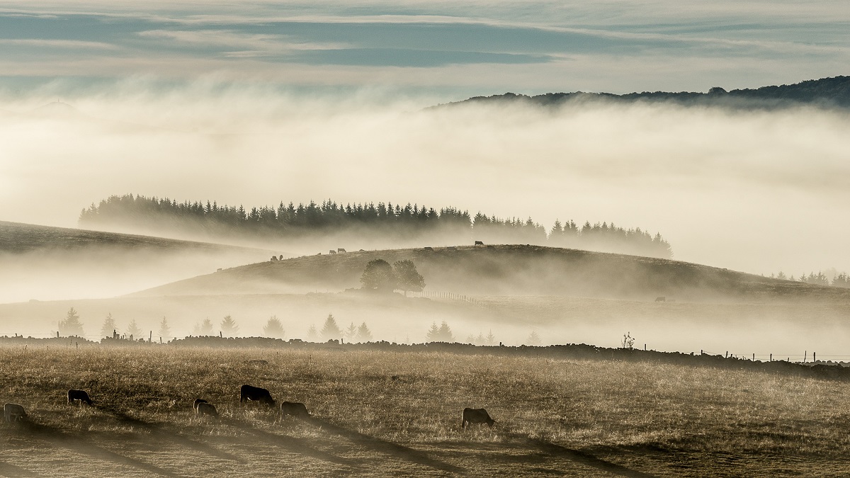 De brume et d'Aubrac © Monique Boutolleau