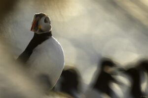 Puffin Dream - Laurent Echenoz