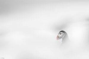 Puffin Dream - Laurent Echenoz