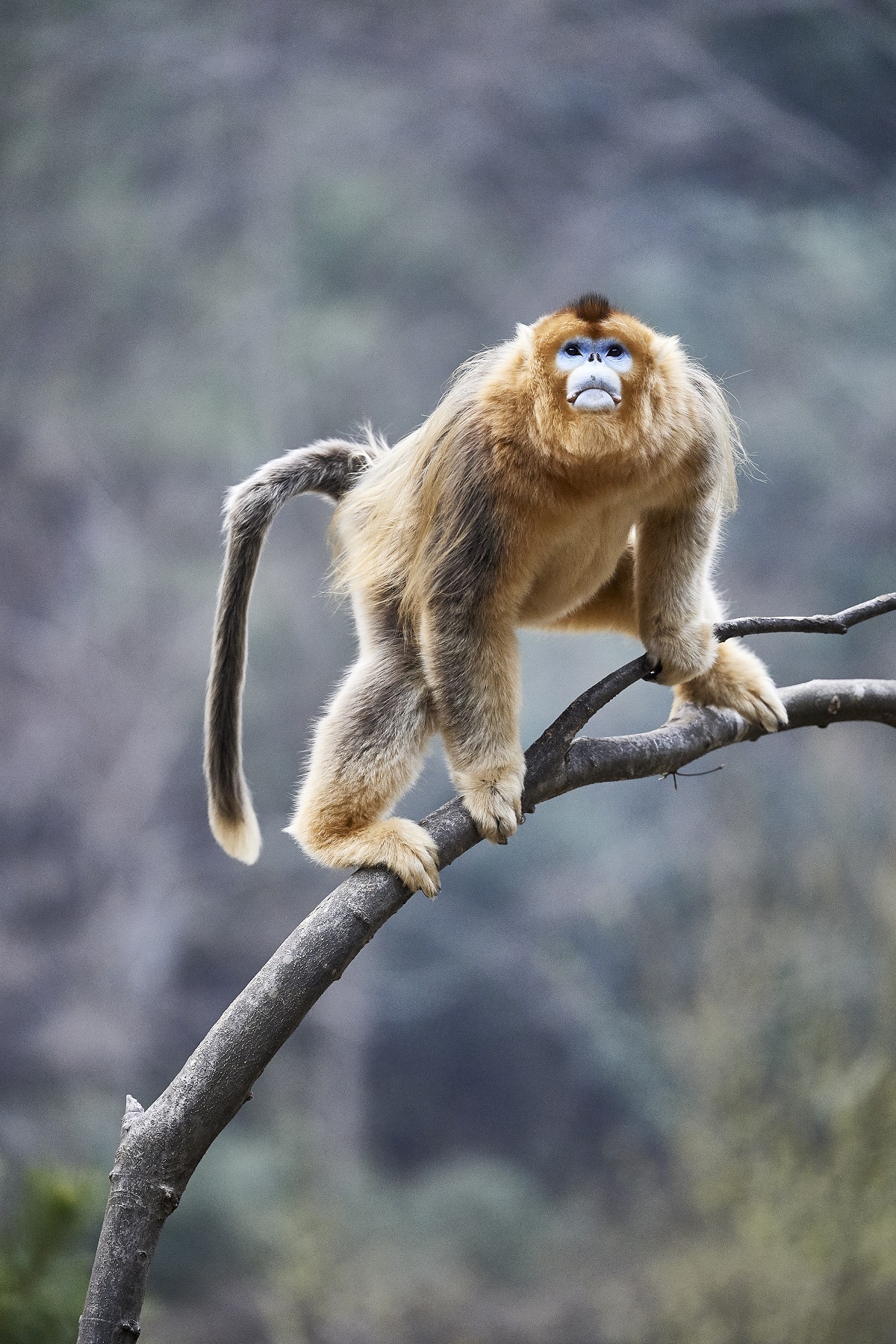 Les singes des montagnes de Chine - Philippe Ricordel