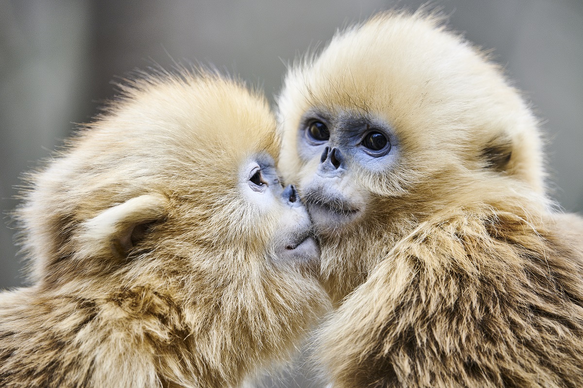 Les singes des montagnes de Chine - Philippe Ricordel