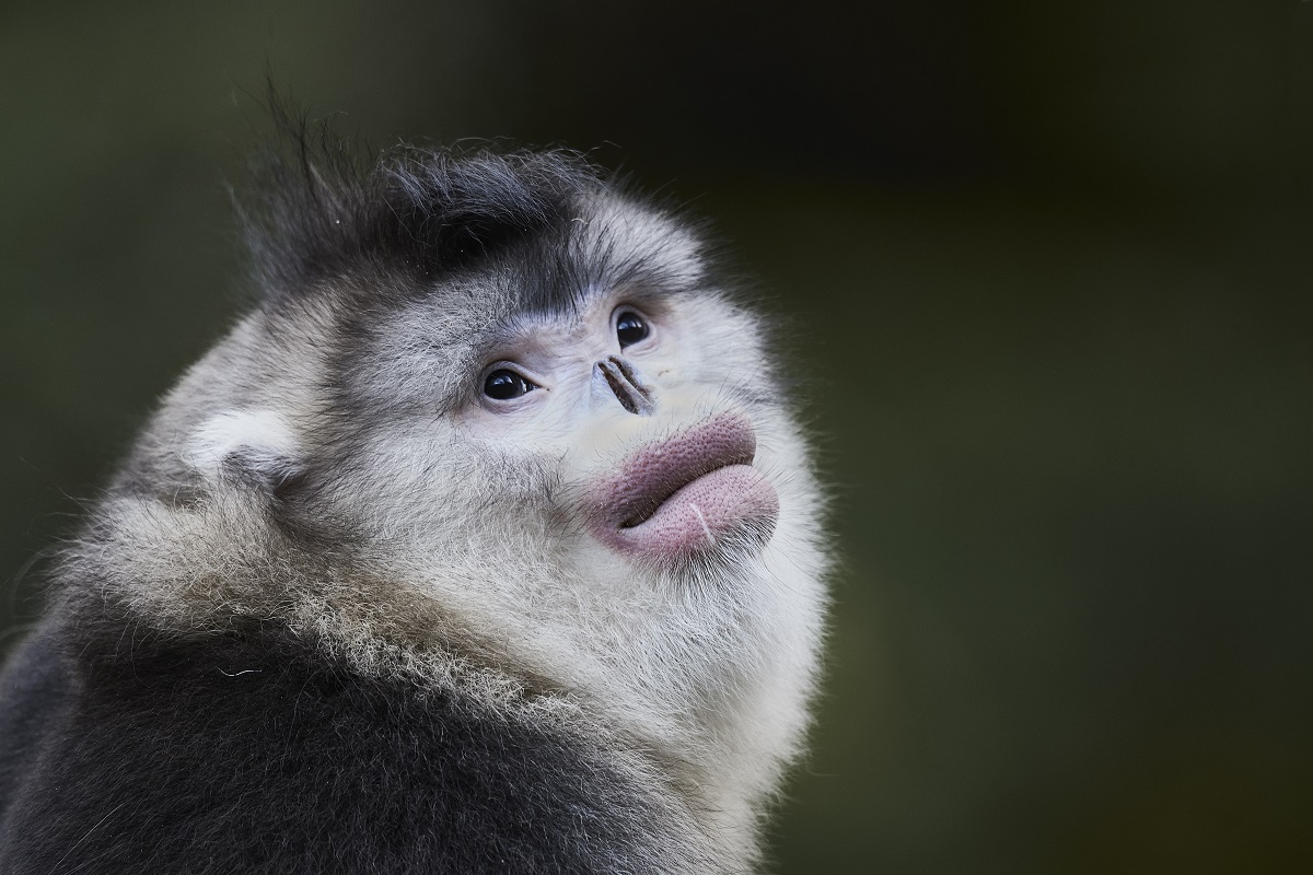 Les singes des montagnes de Chine - Philippe Ricordel