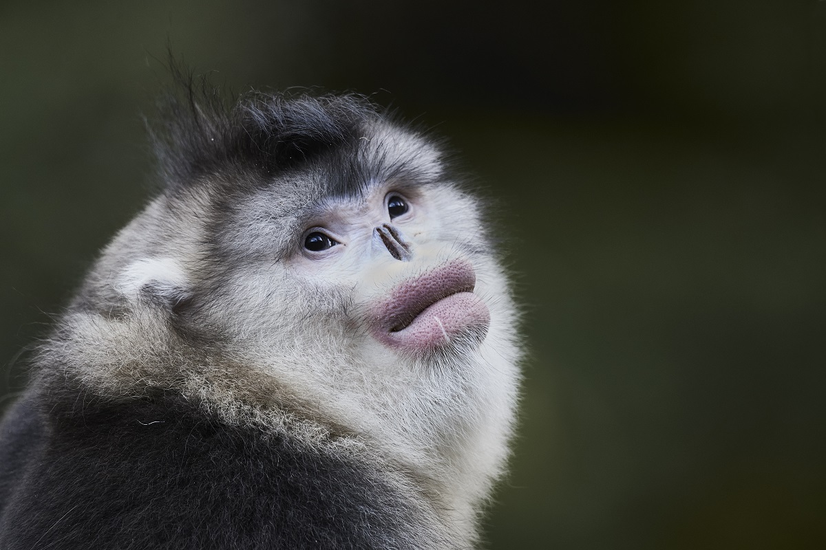 Les singes des montagnes de Chine - Philippe Ricordel