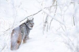Yukon - En territoires sauvages - Denis Palanque