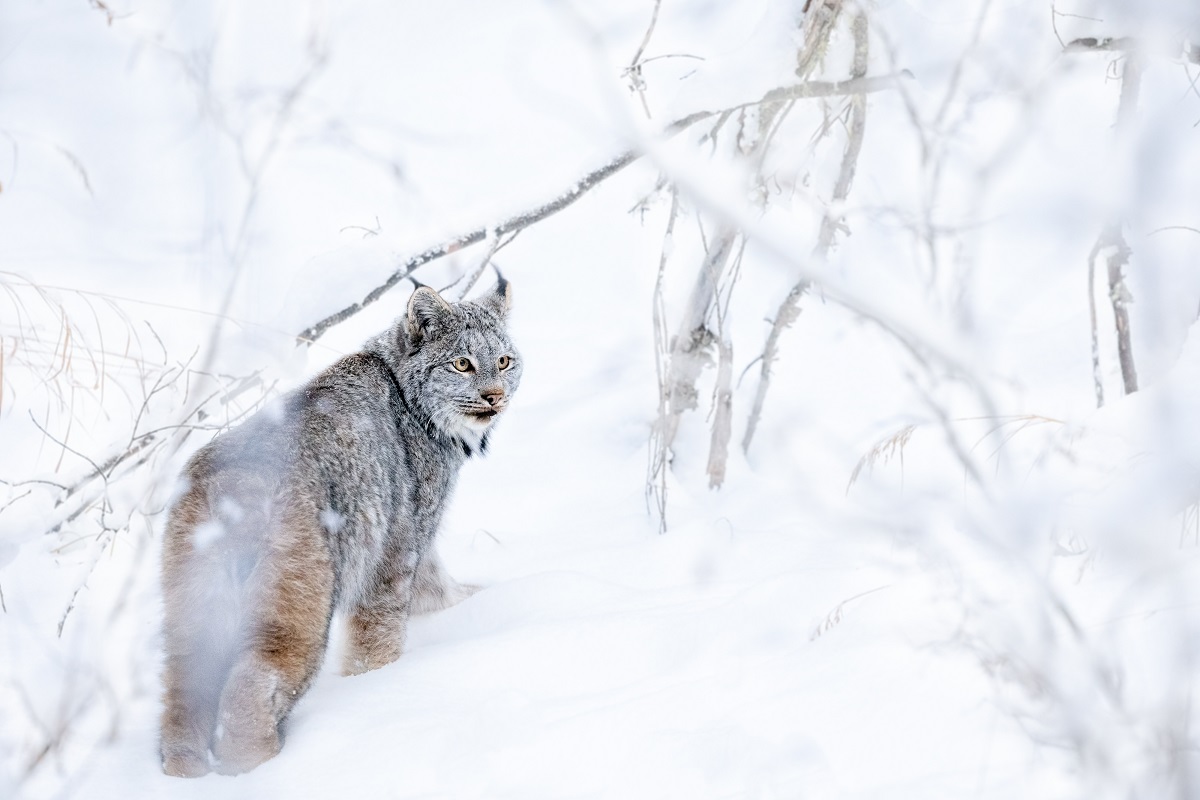 Yukon - En territoire sauvage © Denis Palanque