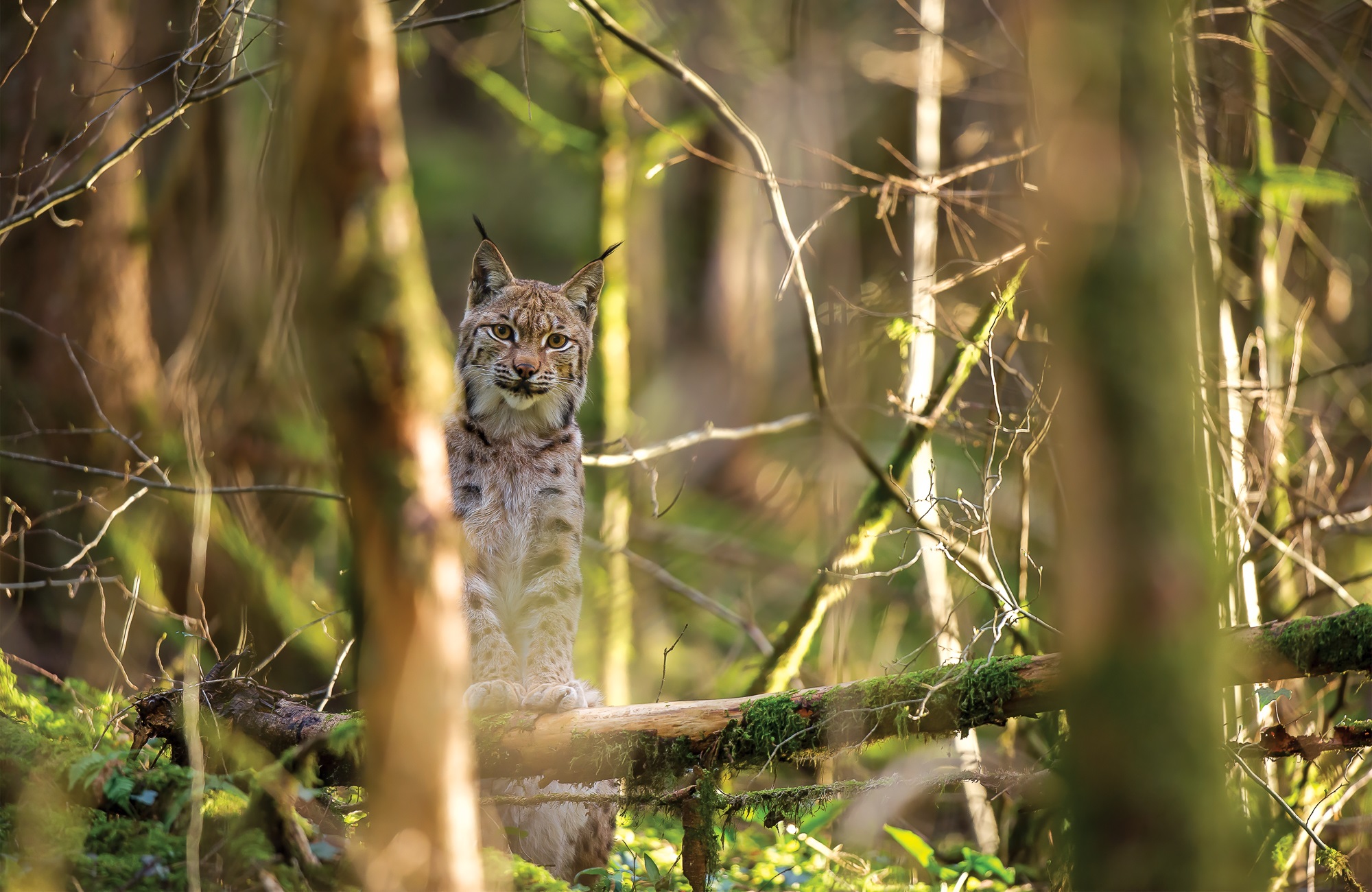 Lynx boréal © Antoine Rezer