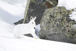 Neige © Guillaume Collombet