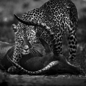 Pardus, sur la trace du léopard - Nicolas Orillard-Demaire