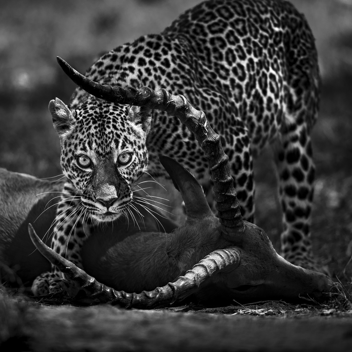 Pardus, sur la trace du léopard © Nicolas Orillard-Demaire 