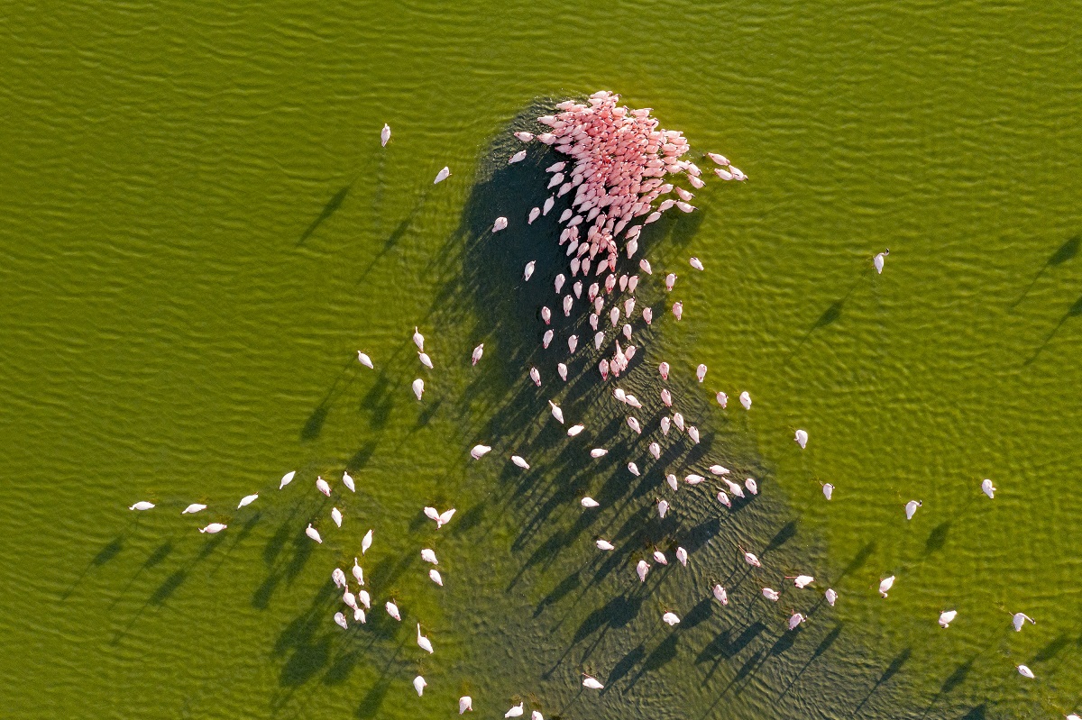 Pink Kenya © Christine et Michel Denis-Huot