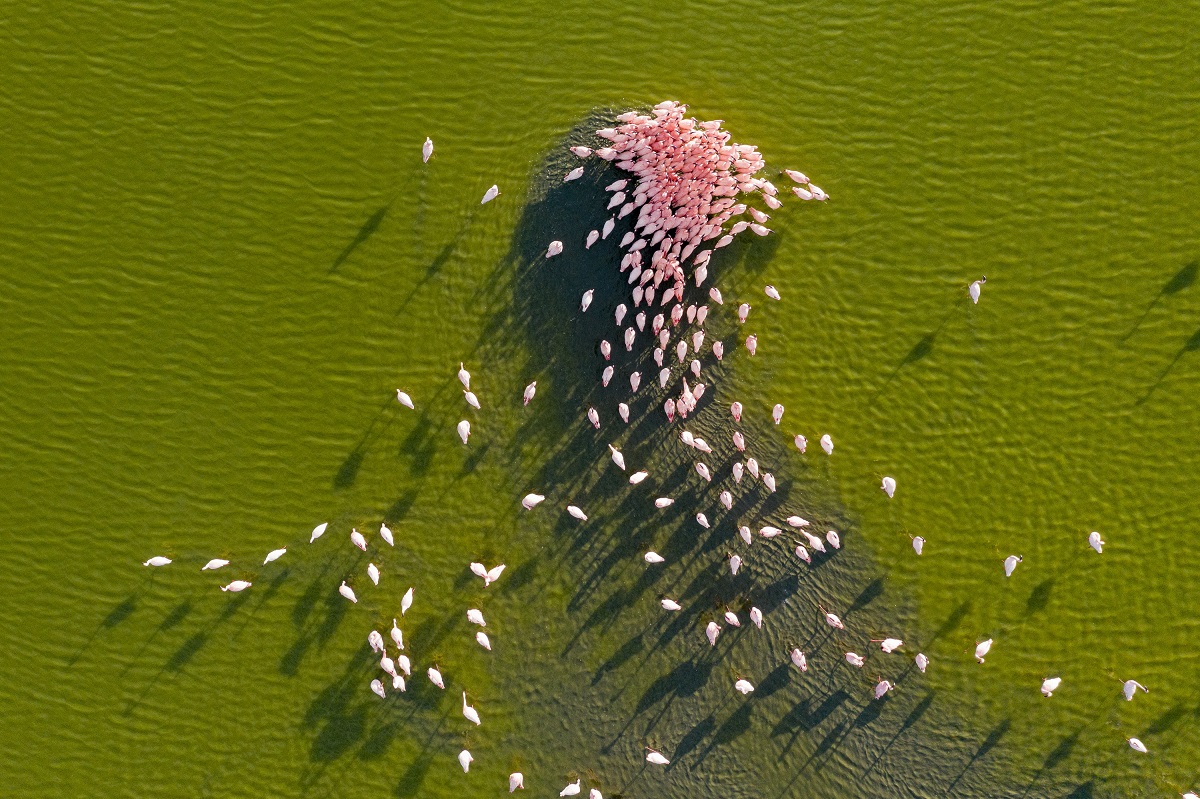 Pink Kenya  © Christine et Michel Denis-Huot