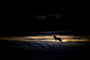 Renard, l’incompris © Joël Brunet