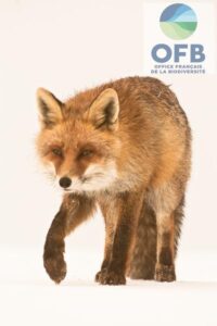 Évaluation de l’impact sur la santé publique de populations de renards © OFB