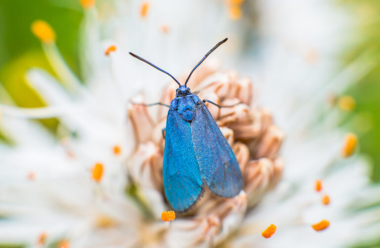 Papillon Pont d'Espagne © cauterets.com