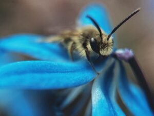 Au pays de l’abeille noire