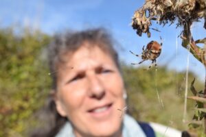 Araignées : diversité et bio inspiration