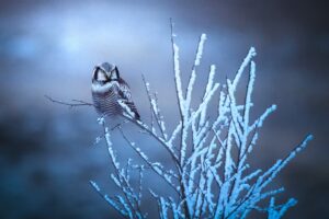 Boreal Ephemera © Charline Palomares