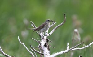 LE STOM - Le suivi temporel des oiseaux de montagne © F.Luc - Parc national des Pyrénées
